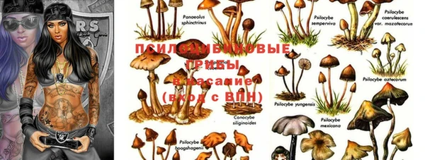 PSILOCYBIN Богданович